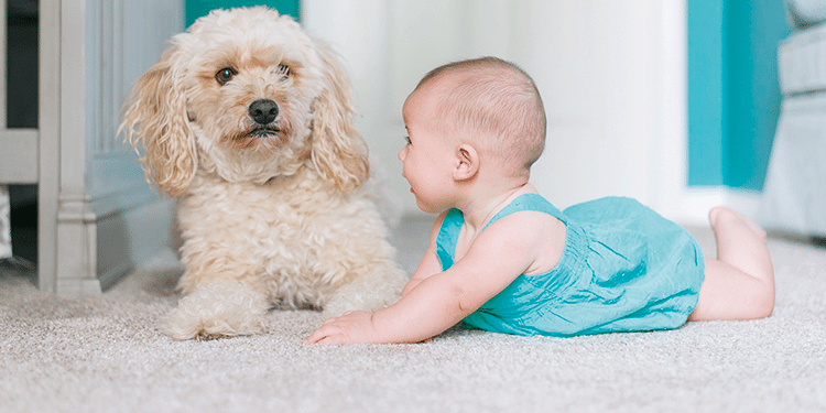 Afrontar el asma con una mascota en casa