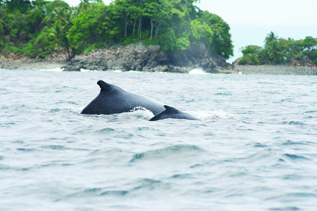 Pacífico panameño recibe ballenas jorobadas
