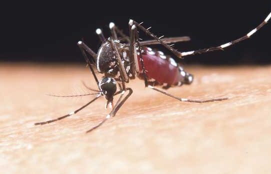 Dengue, enemigo viral con el que no hay que bajar la guardia