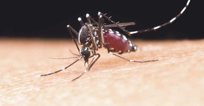 Dengue, enemigo viral con el que no hay que bajar la guardia