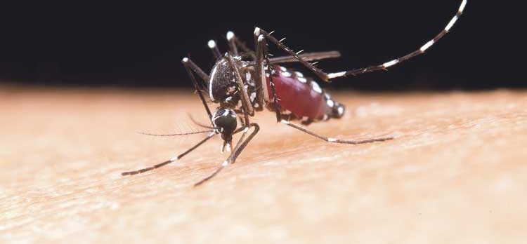 Dengue, enemigo viral con el que no hay que bajar la guardia