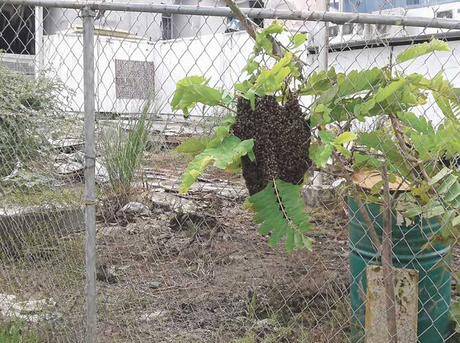 Abejas africanizadas, cuando su conducta puede convertirse en un peligro